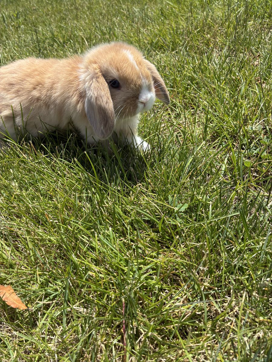 Holland lop