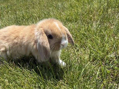 Holland lop