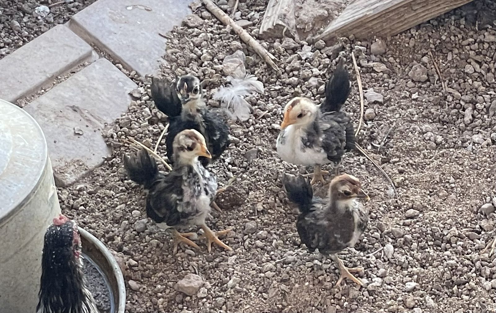 Serama Chicks