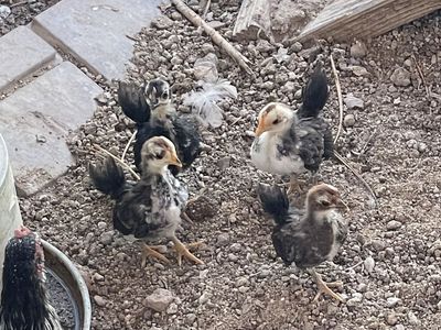 Serama Chicks
