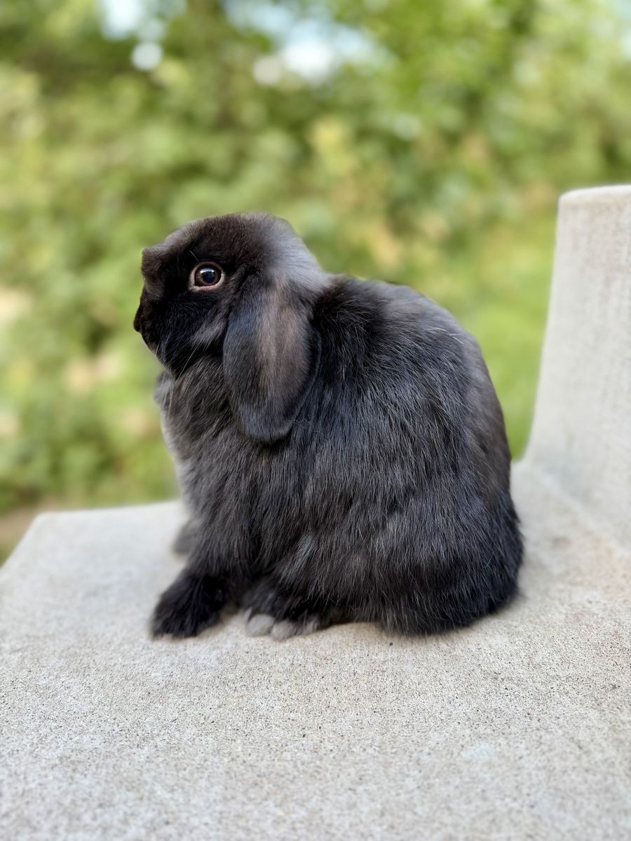 Show Holland Lop Doe