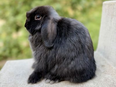 Show Holland Lop Doe