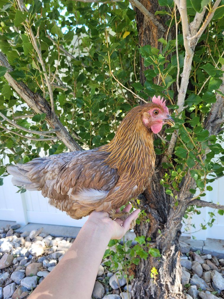 Point of laying hens $33