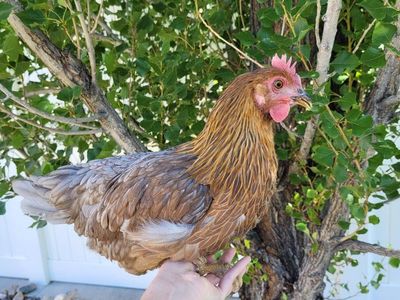 Point of laying hens $33