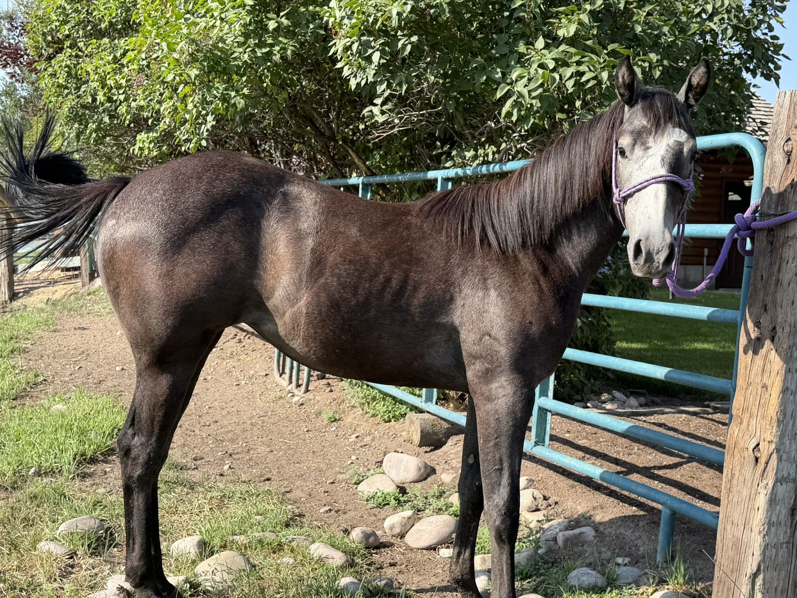 AQHA YEARLING FILLY (UNIQUE COLOR)