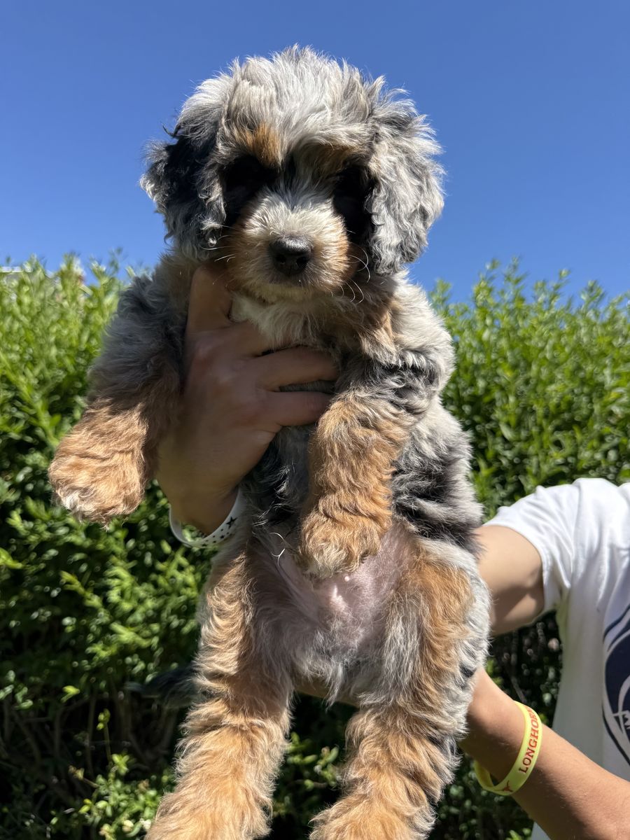 Mini Bernedoodles