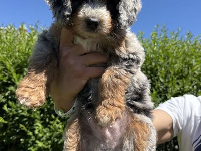 Mini Bernedoodles