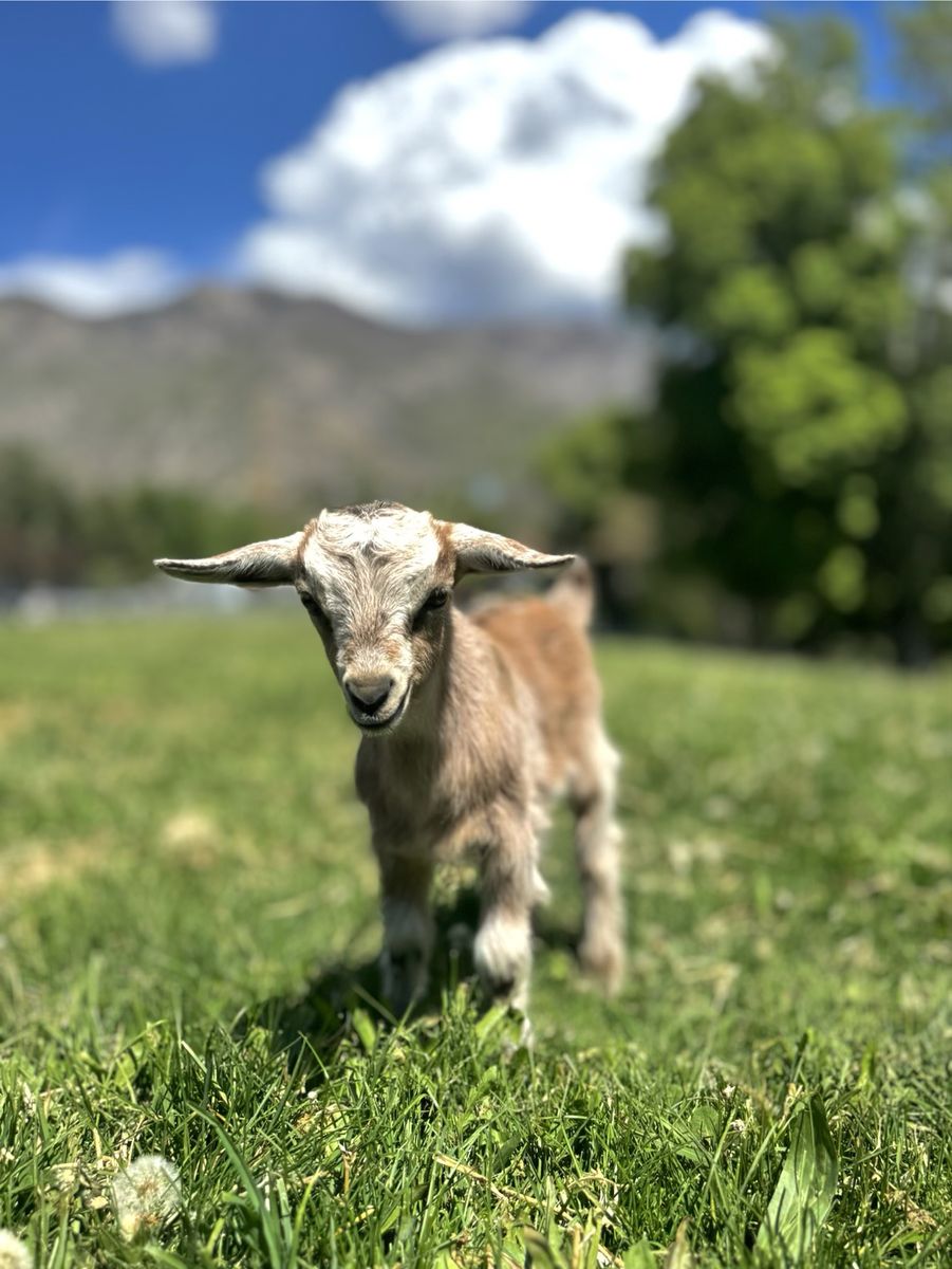 Fainting Doe Goat Available – Dolly | Maple Creek Farm