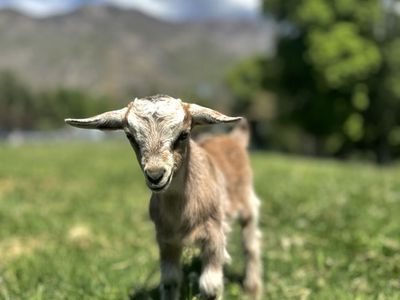 Fainting Doe Goat Available – Dolly | Maple Creek Farm