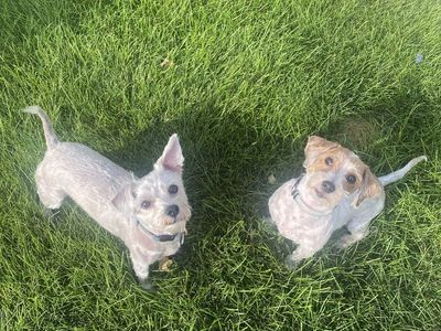 Morkie Dog - Well-Behaved & Trained Male
