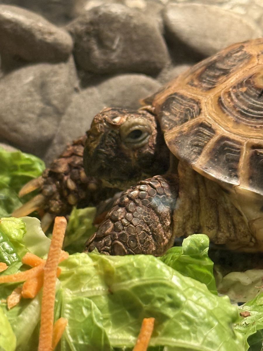 Russian Tortoise And Aquarium