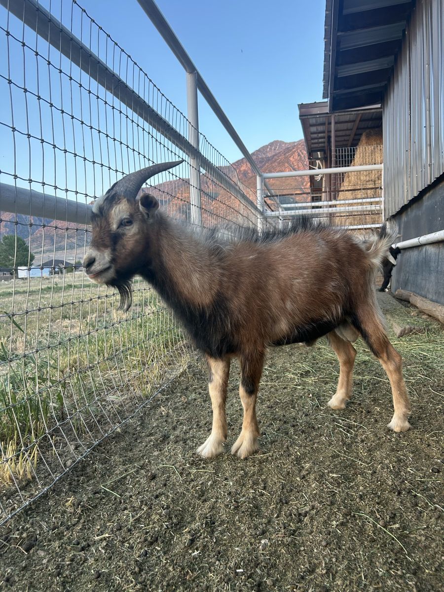 Billy goat