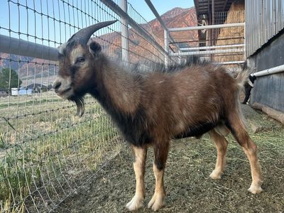 Billy goat