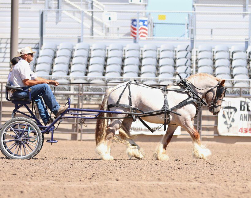 2026 STUD SERVICE – Red Roan Gypsy Vanner