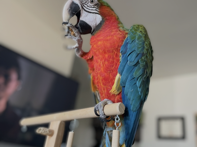 Harlequin Macaw Rehome