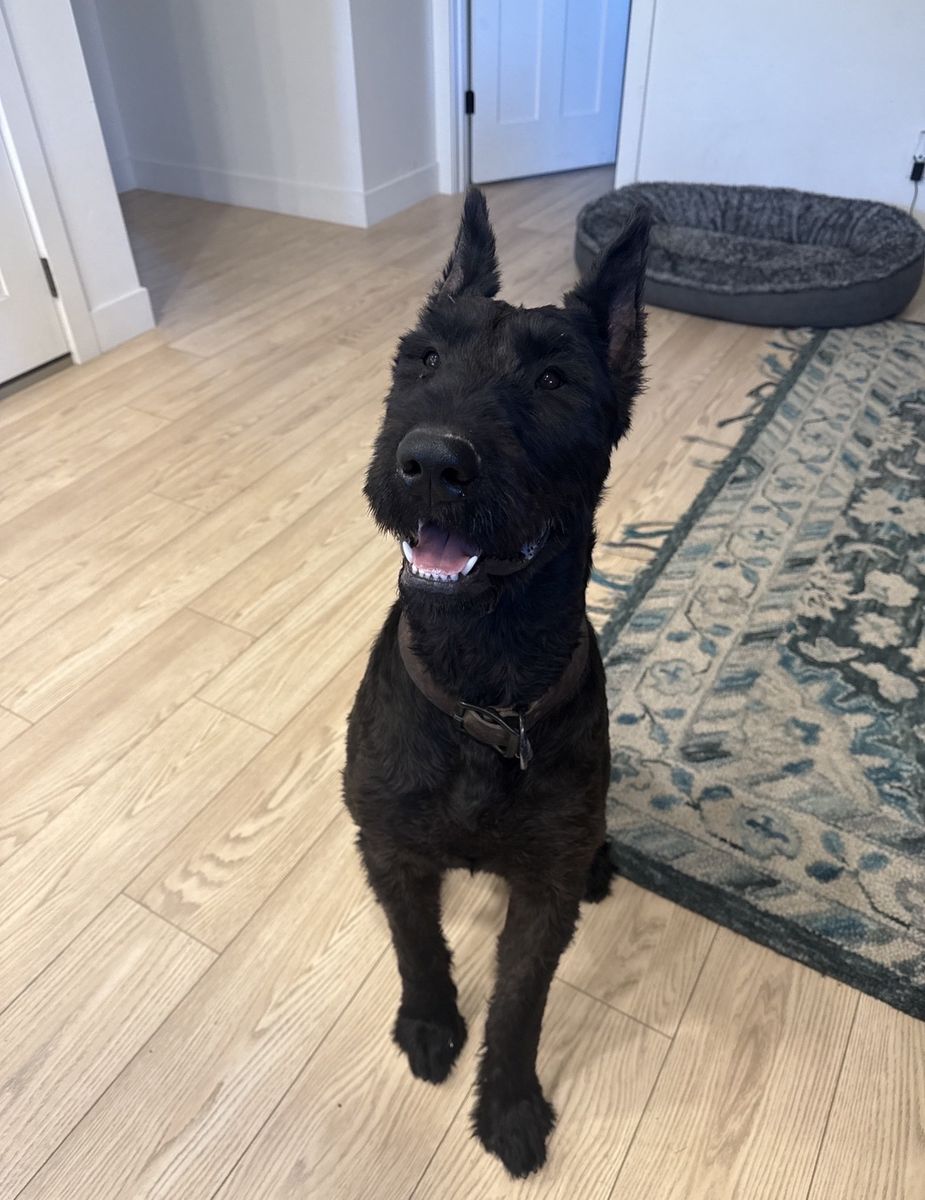 Giant Russian Schnauzer