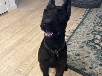 Giant Russian Schnauzer