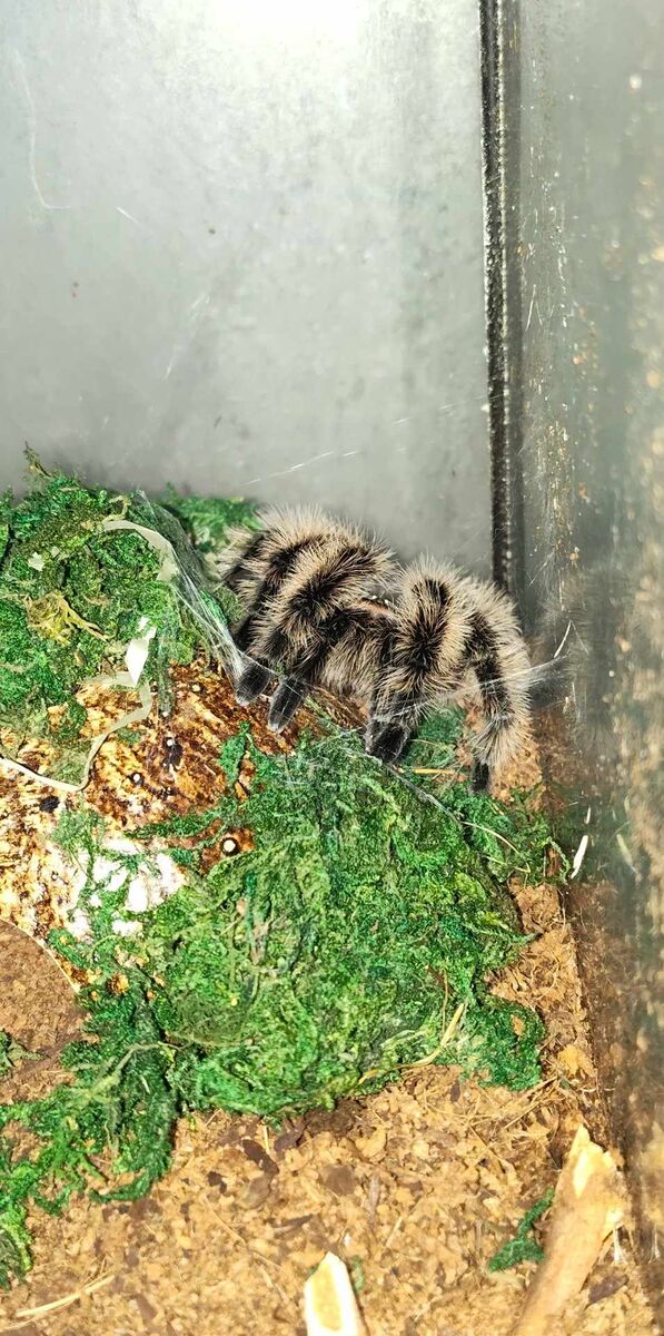 Tarantulas for sale!