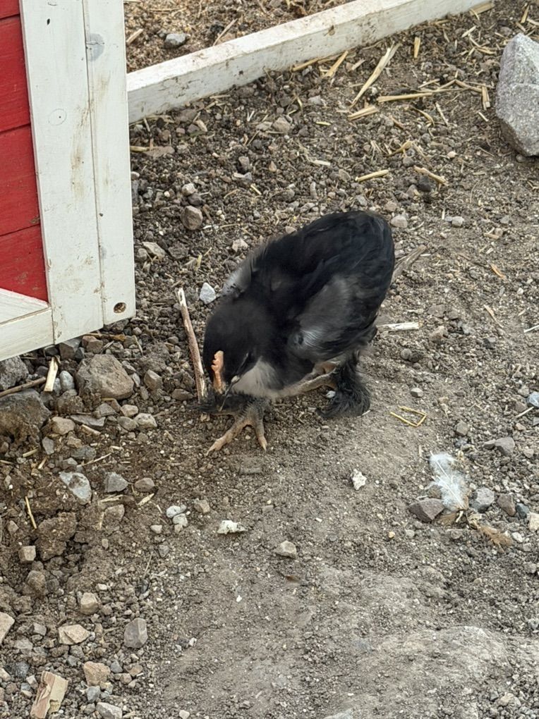 Black Copper Marans Rooster (2months) FREE