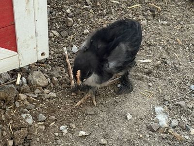 Black Copper Marans Rooster (2months) FREE