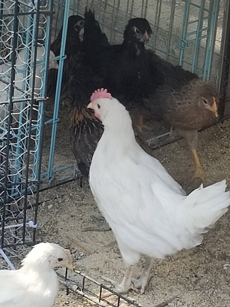 rooster FREE