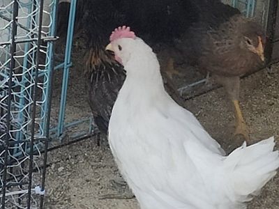 rooster FREE