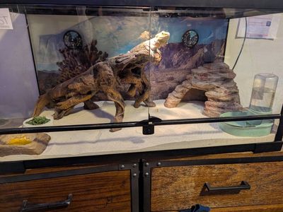 bearded dragon