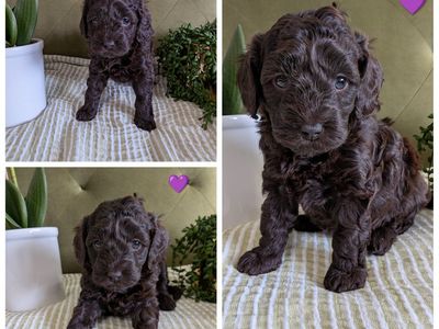 F1B Cockapoo Puppies