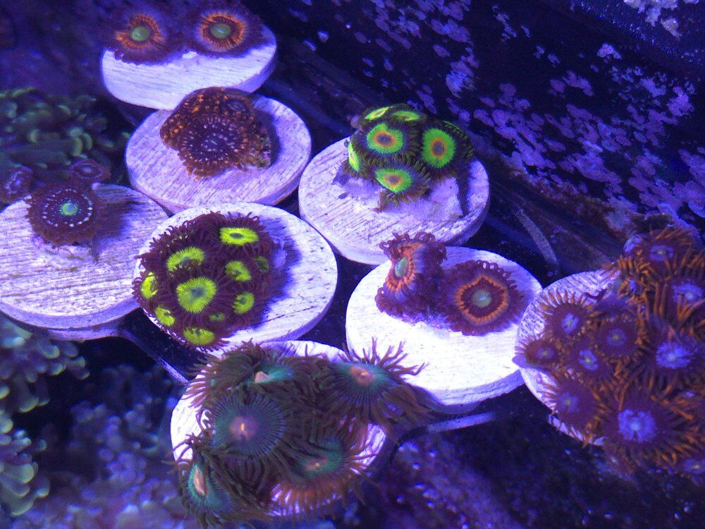 Zoa's