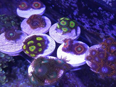 Zoa's