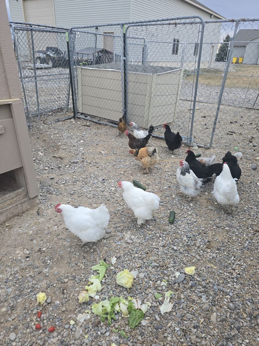 12 Laying Hens