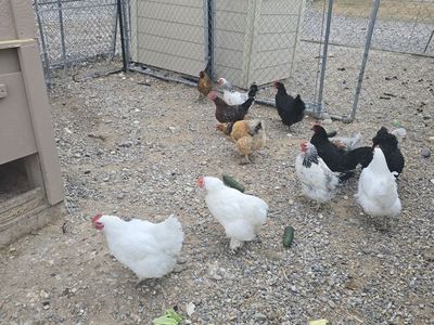 12 Laying Hens