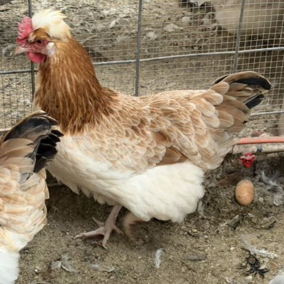 Sulmtaler Pullets & Rooster- Just Started Laying