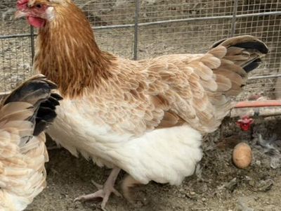 Sulmtaler Pullets & Rooster- Just Started Laying