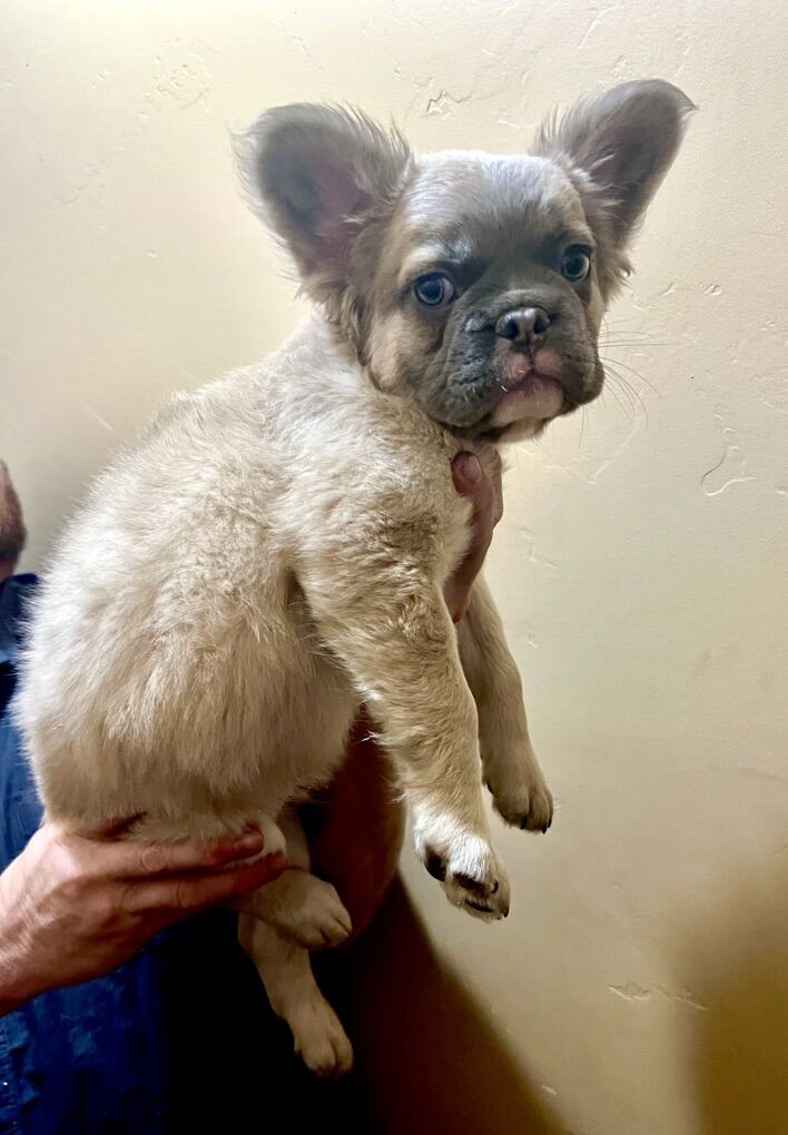 French Bulldog Puppies