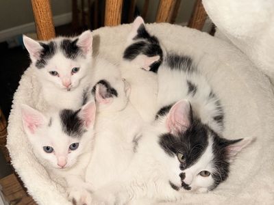 Mom and 4 (7 week old kitties) ready for their Forever Home!