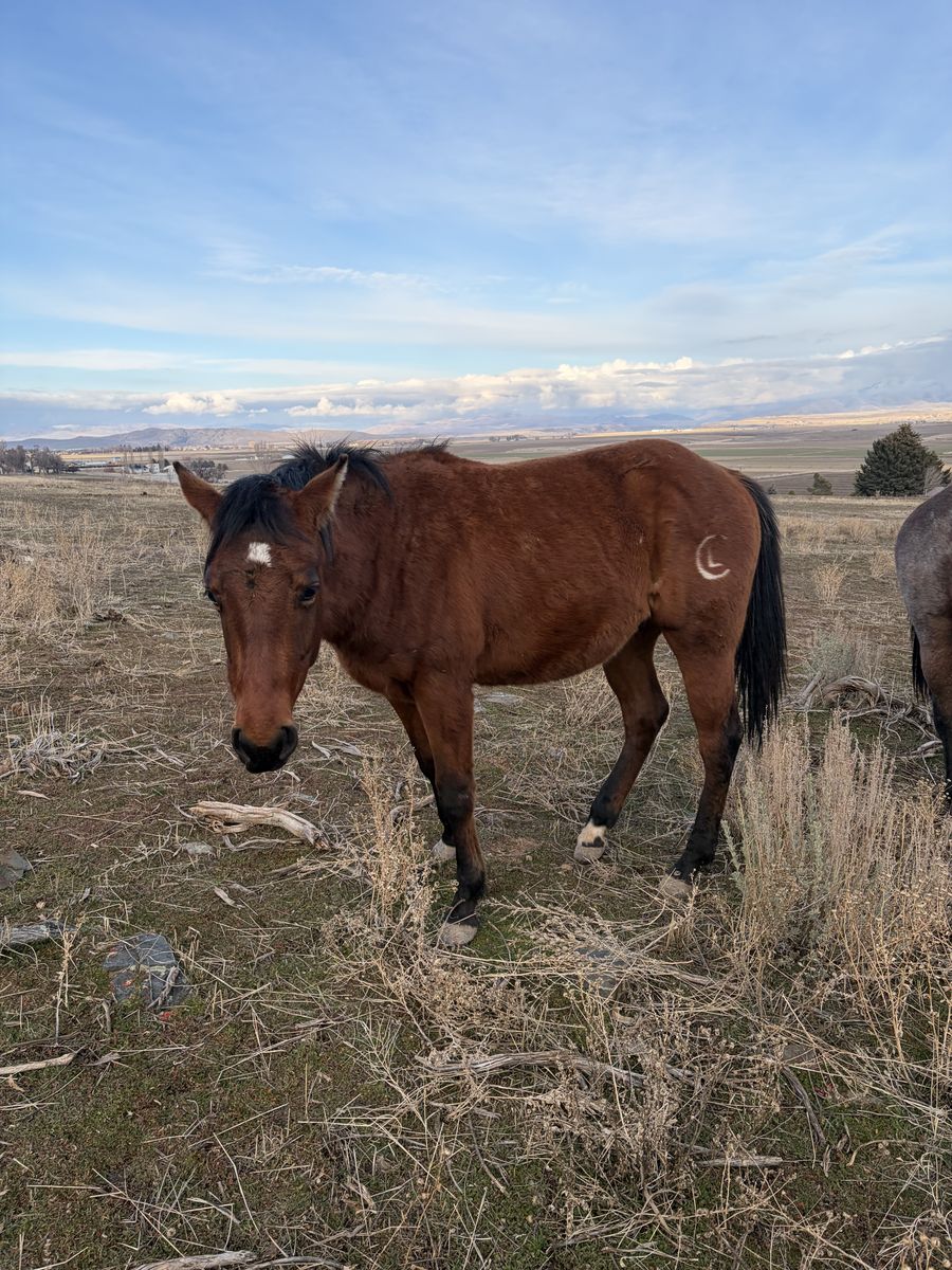Coming 2 Year Old Gelding