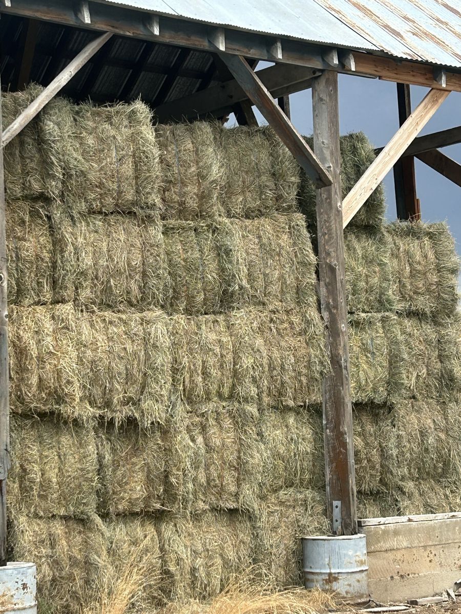 Grass alfalfa 3x3x8 bales