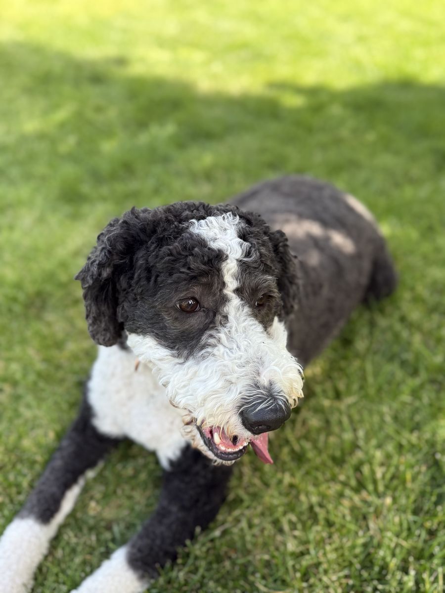 Bernedoodle 4.5 yr old Female
