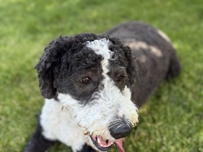 Bernedoodle 4.5 yr old Female