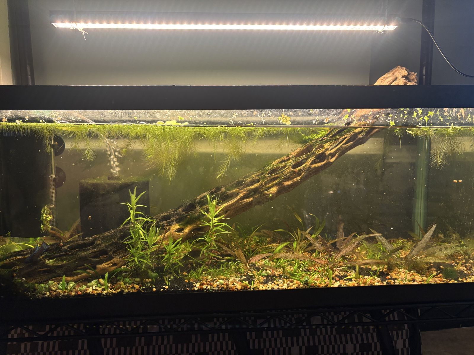 20 gallon Planted Tank
