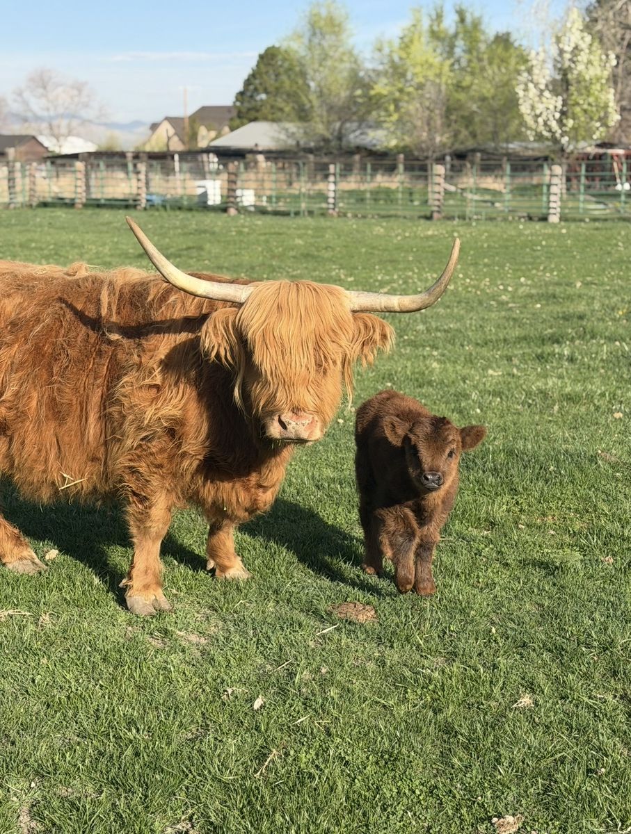 Highland Cow and calf