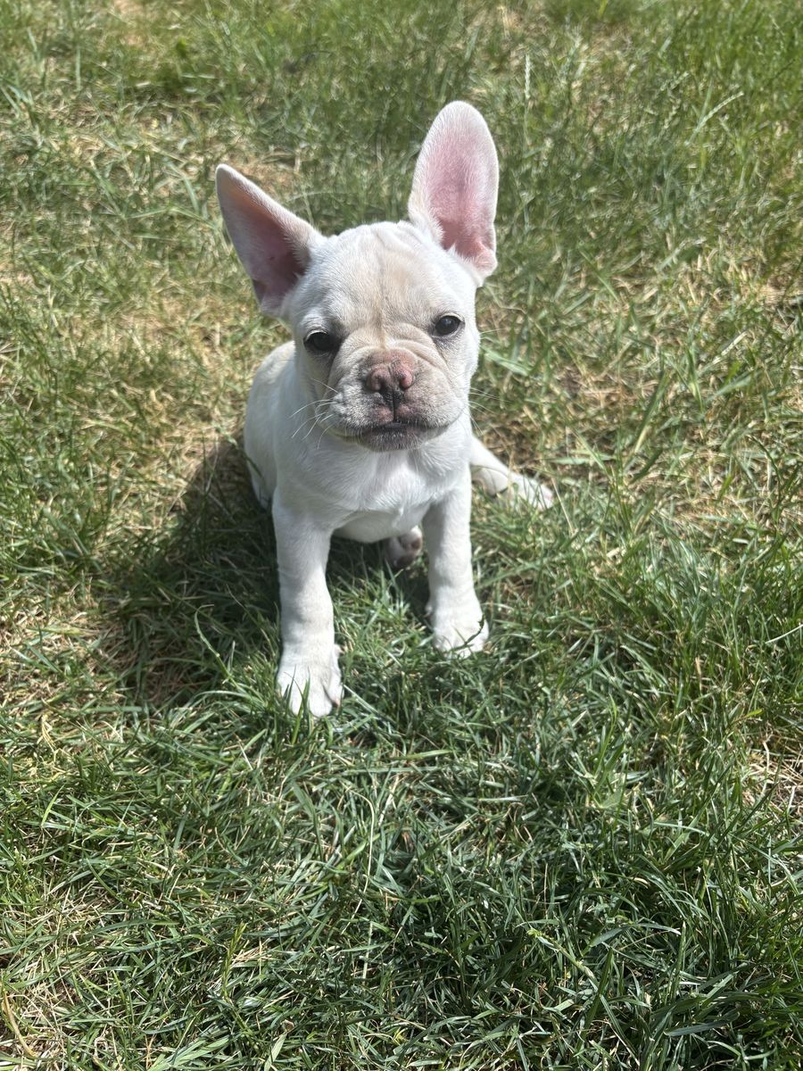French bulldog puppies