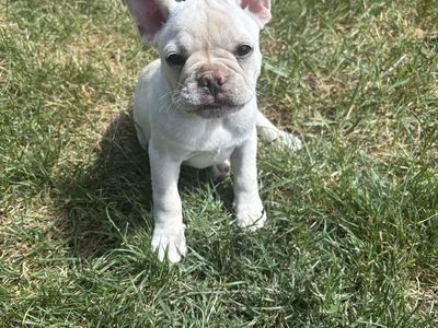 French bulldog puppies