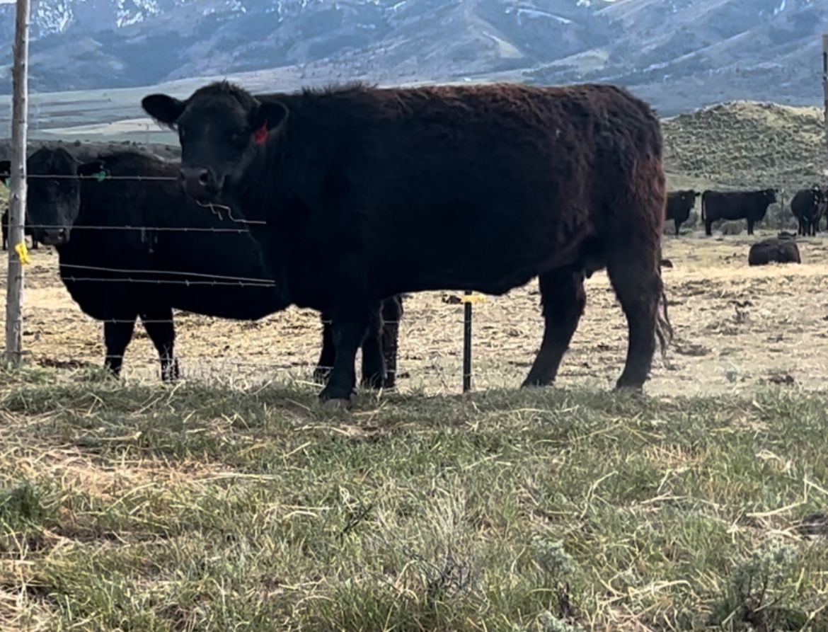Calvy cow- vet confirmed August calf