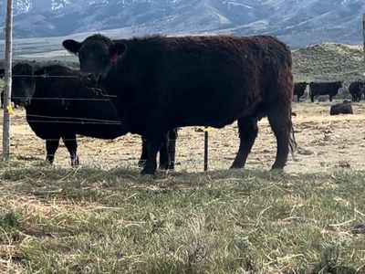 Calvy cow- vet confirmed August calf
