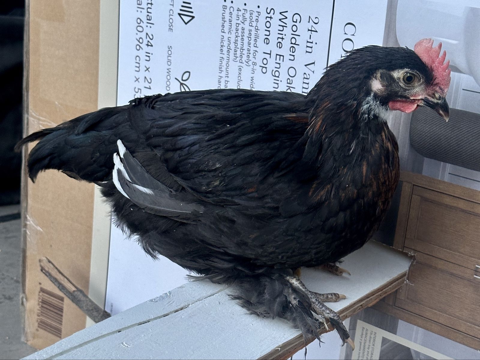 Free Black Copper Maran rooster