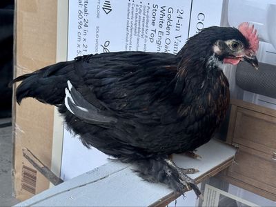 Free Black Copper Maran rooster