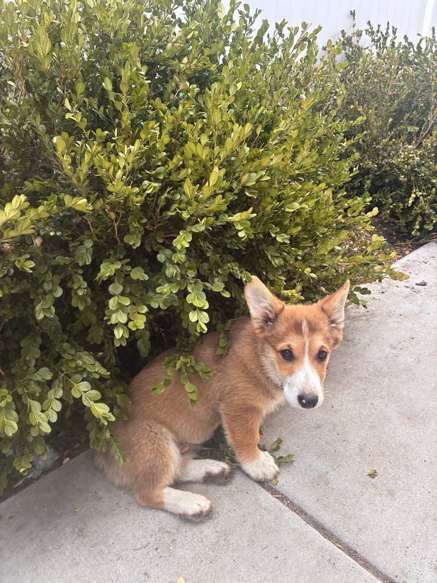 AKC corgi puppy