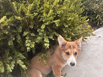 AKC corgi puppy